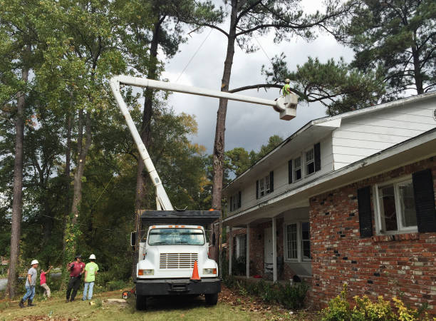 Leaf Removal in Maine, WI
