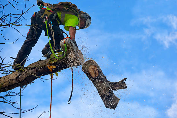 How Our Tree Care Process Works  in  Maine, WI